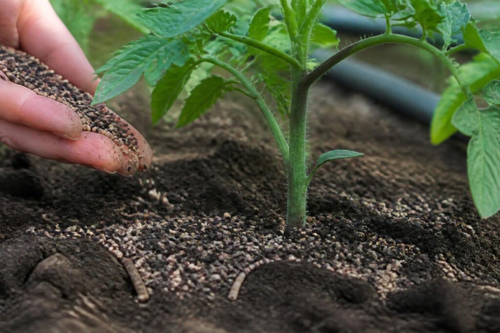 hand applying organic fertilizer to vegetable garden soil