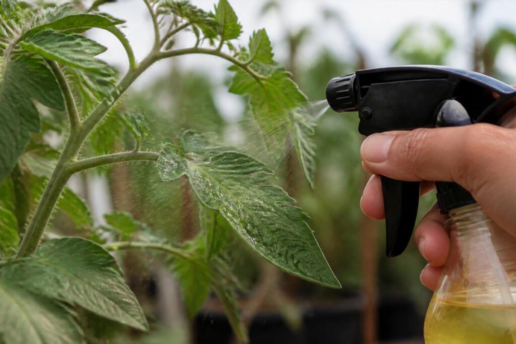 hand spraying neem oil on vegetable plant leaves