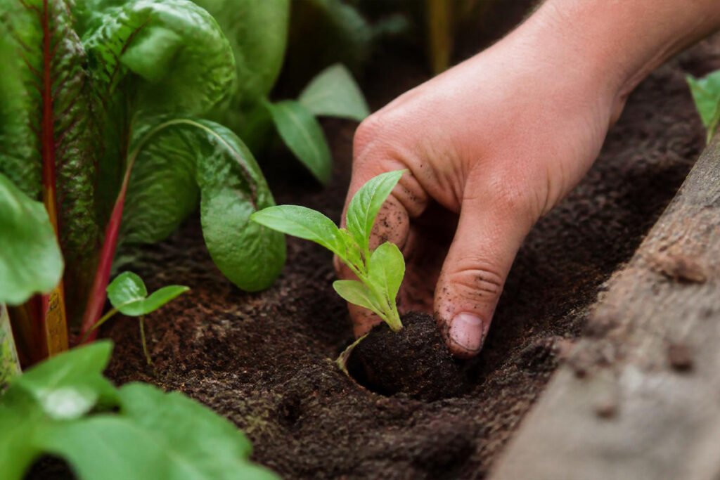hand planting zinnia seedlings near vegetable garden beds