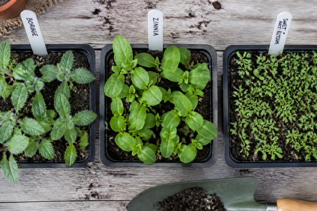 borage, zinnia, and sweet alyssum seedlings for a pollinator garden