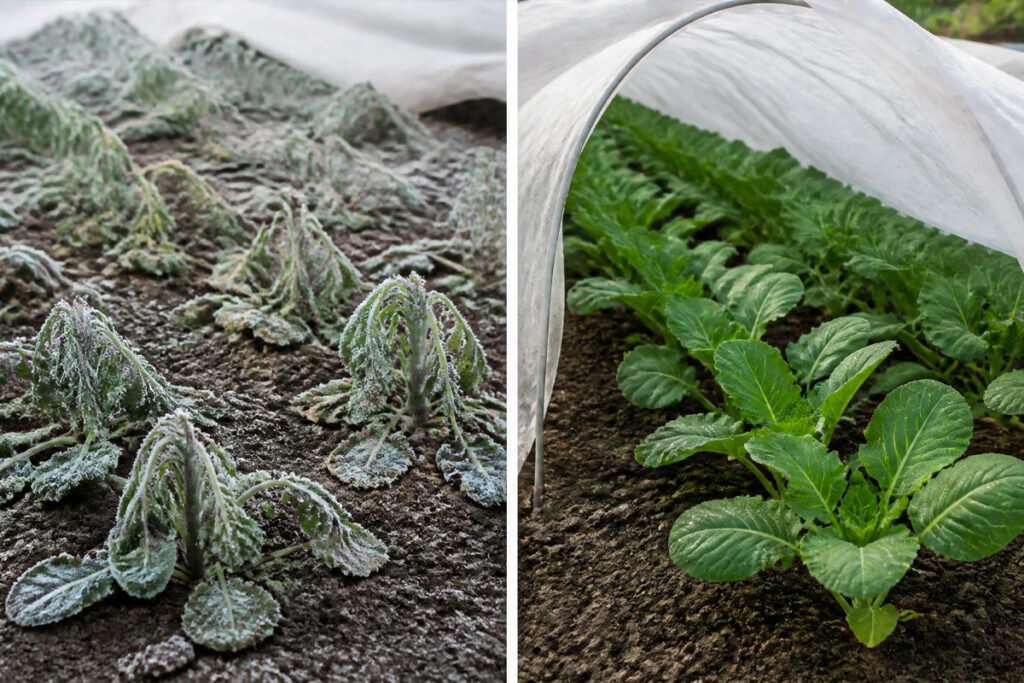 frost-damaged plants versus protected plants under row cover