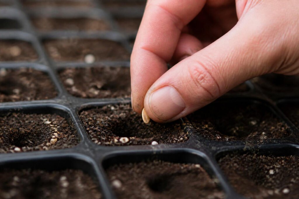 hand sowing seeds into tray with seed starting mix