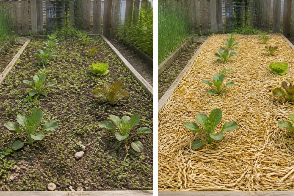 vegetable garden bed before and after mulching with straw