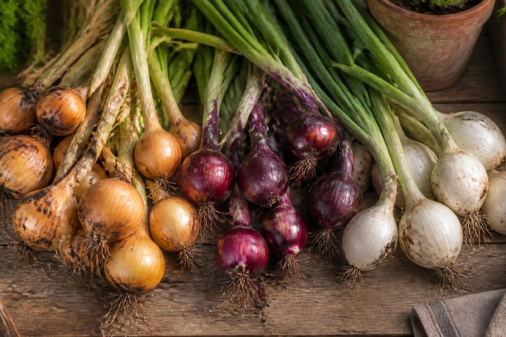 onion sets and gardening tools laid out for planting