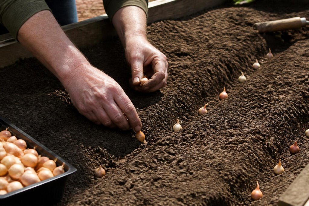 planting onion sets in rows step by step