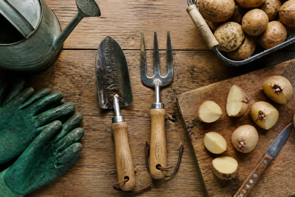 tools and seed potatoes needed to grow potatoes at home