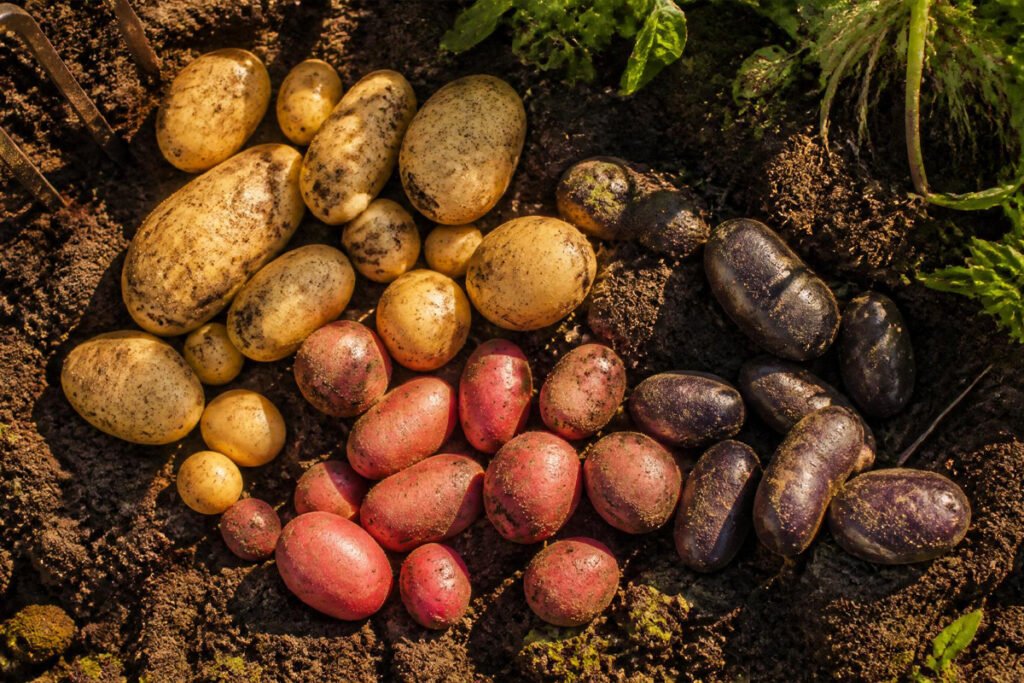 how to grow potatoes in a backyard vegetable garden bed