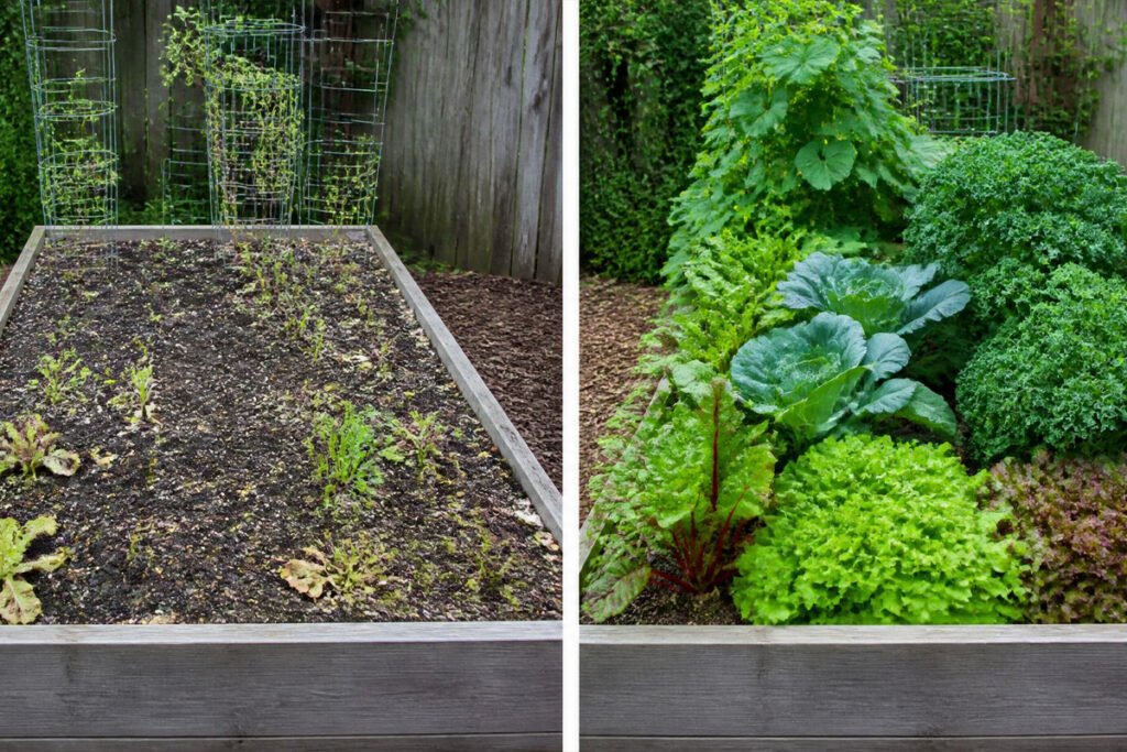 vegetable garden bed before and after three years of crop rotation