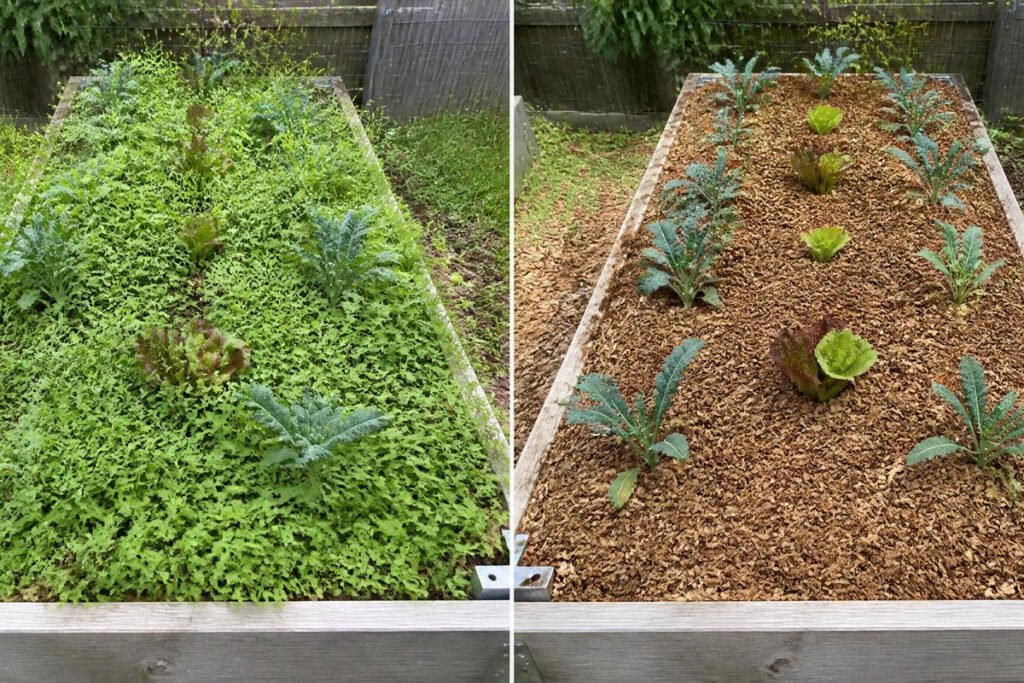 vegetable garden bed before and after weed removal