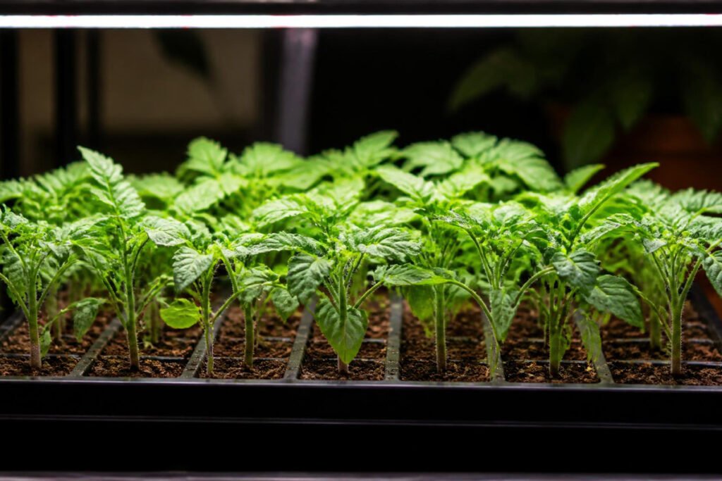 healthy sturdy seedlings ready for transplanting under grow lights
